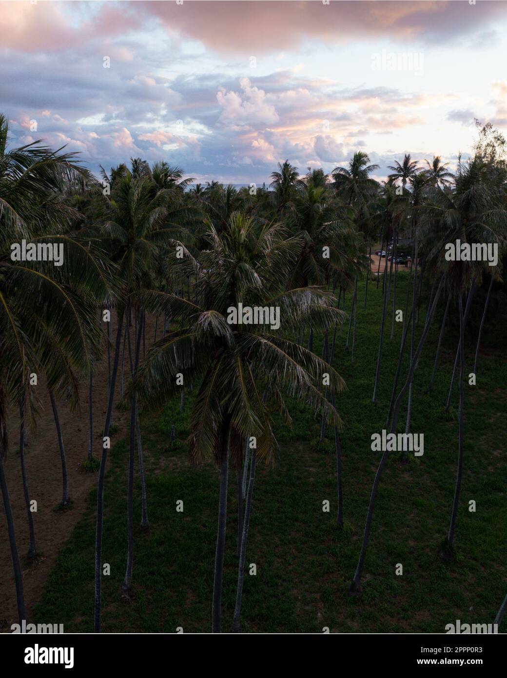 Luftdrohne von oben nach unten, Bild eines Palmenwaldes auf Hawaii Stockfoto
