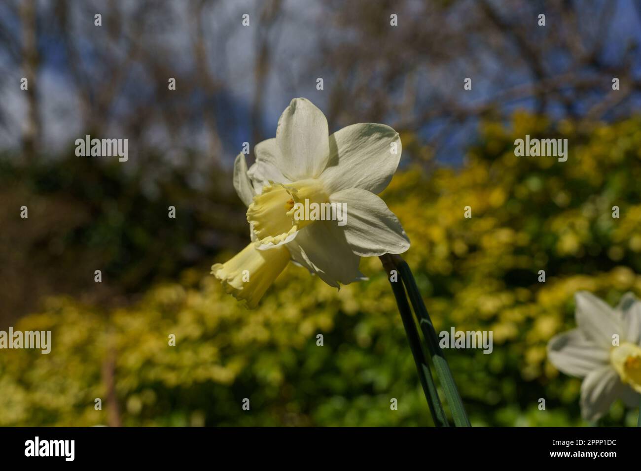 Die Frühlingssonne beleuchtet weiße Narzissen mit weißen Blütenblättern und einer blassgelben trompetenförmigen Corona, Valley Gardens, Harrogate, Großbritannien. Stockfoto