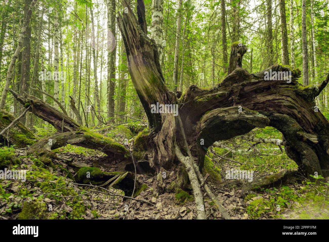 Überreste einer baumtrockenen und toten grauen Wurzeln. Alte trockene Wurzelbäume fielen aus dem Boden. Stockfoto