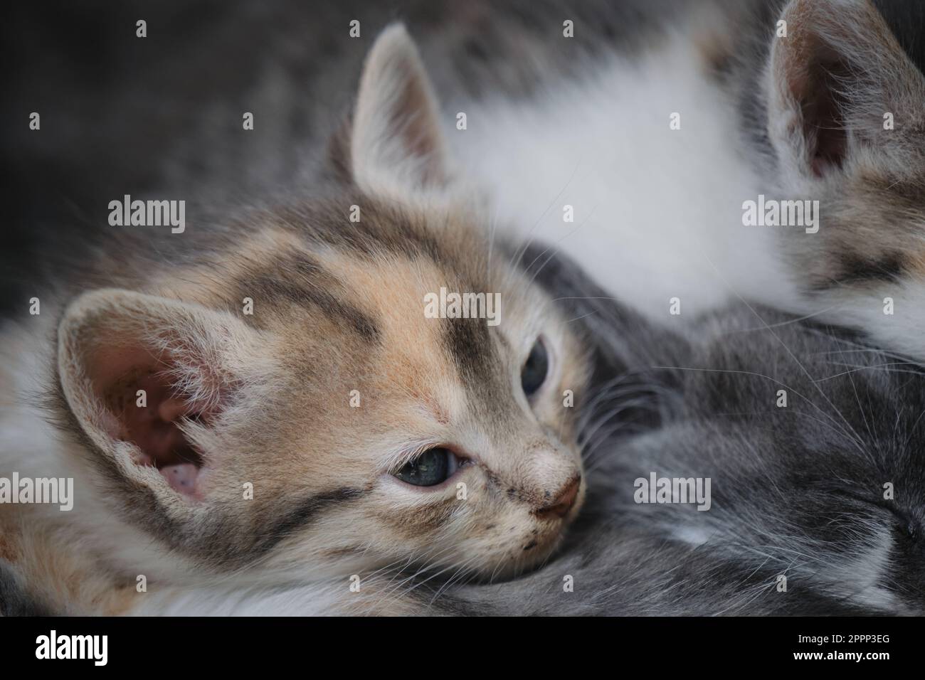 Mehrere Straßenkätzchen schlafen zusammen draußen, Nahporträt. Katzen mit Wunden Augen liegen zusammen und ruhen sich aus. Verlassenes und ungewolltes Haustier Stockfoto