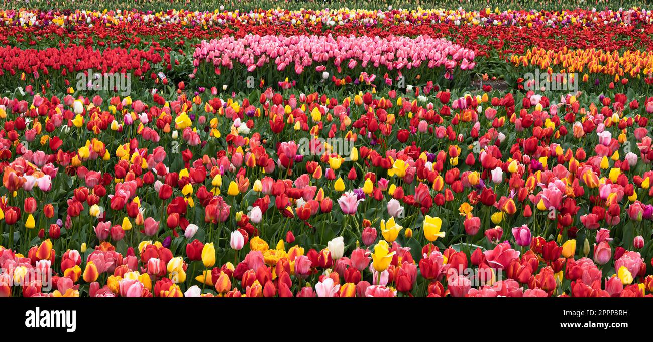Hintergrund bunter blühender Tulpen auf dem Feld bei Amsterdam, Holland Stockfoto