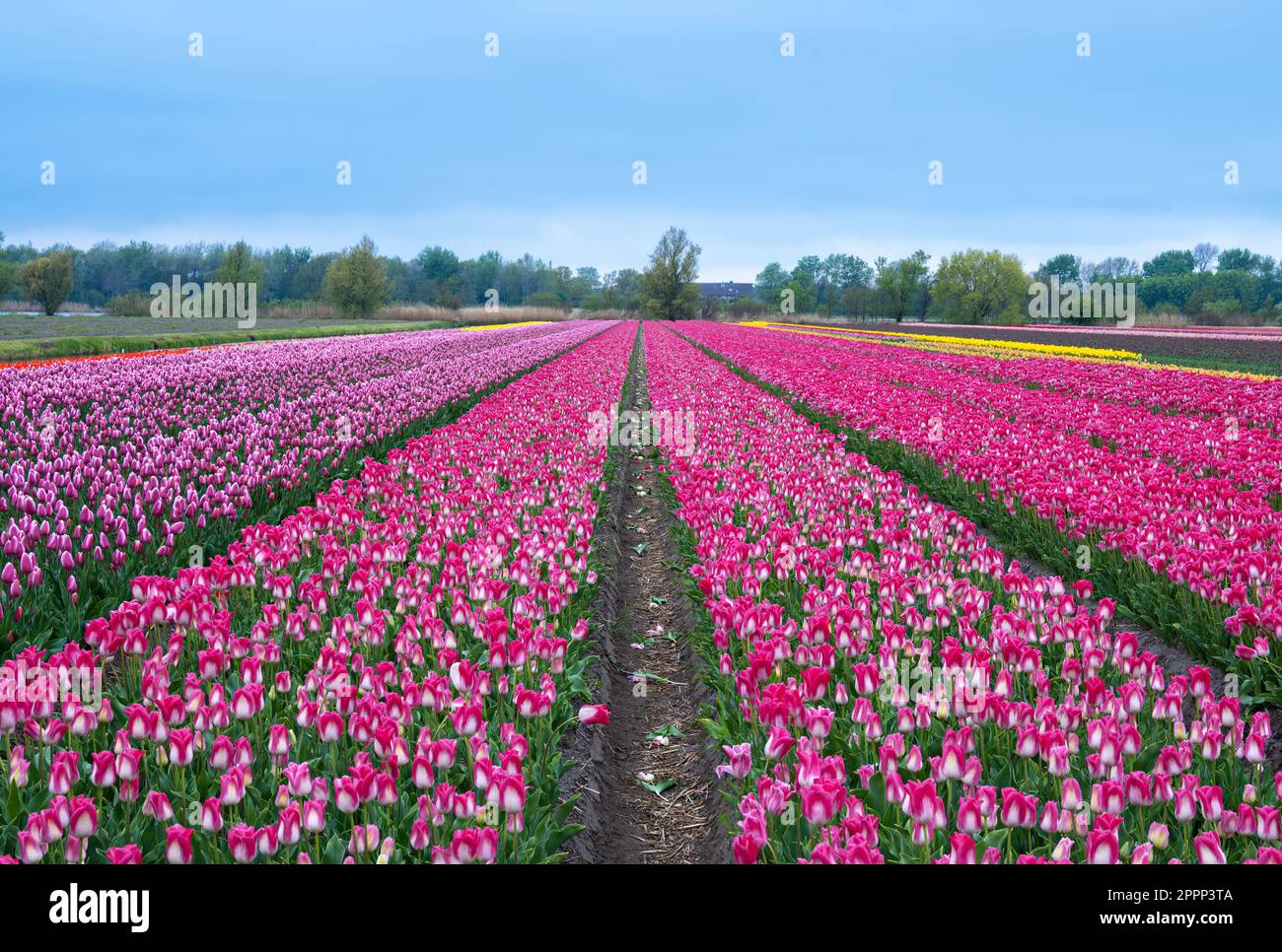 Ein riesiges Feld aus rosa und lila Tulpen in perfekten Reihen, umgeben von einem friedlichen Himmel. Eine wunderschöne Ausstellung der Natur im Überfluss in den Niederlanden. Stockfoto