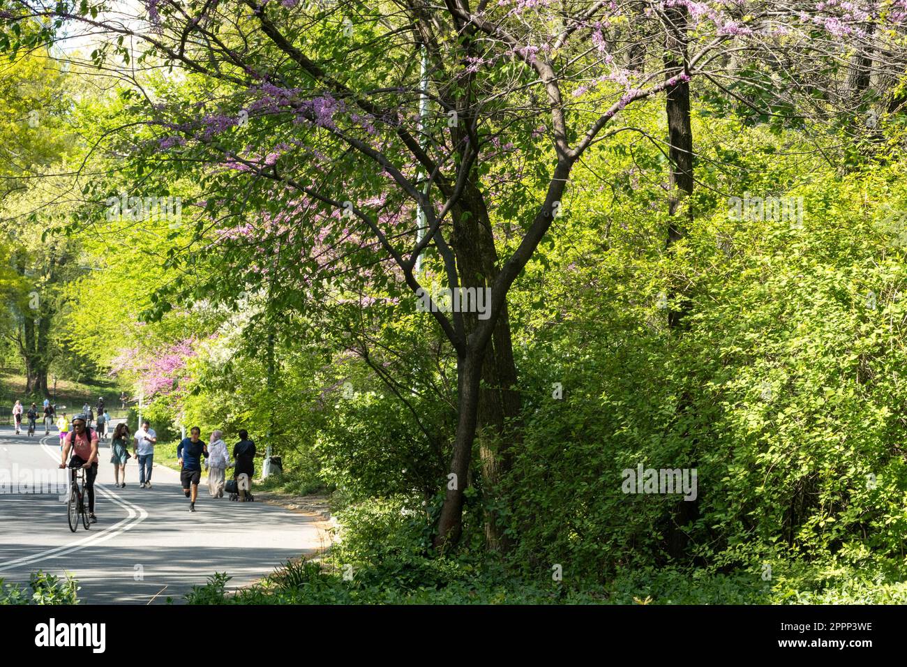 Der Spring Time Central Park ist eine wunderschöne urbane Oase in New York City, USA Stockfoto