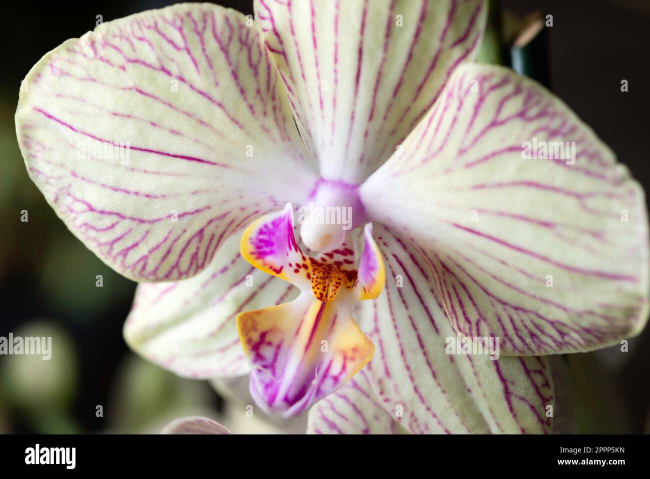 Weiße Orchideenblume, Studioaufnahme Stockfoto
