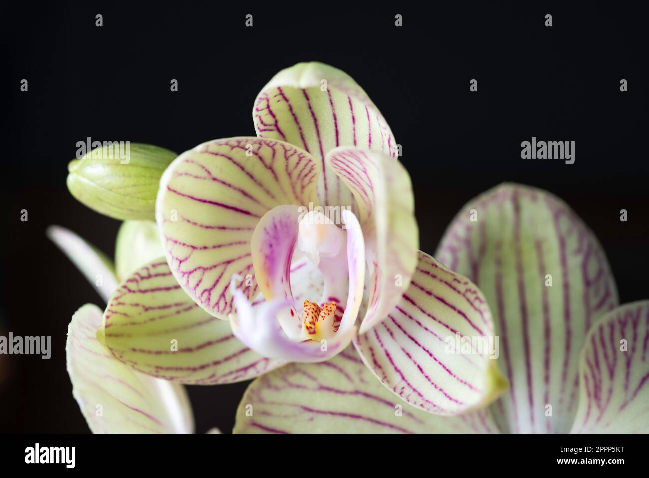 Weiße Orchideenblume, Studioaufnahme Stockfoto