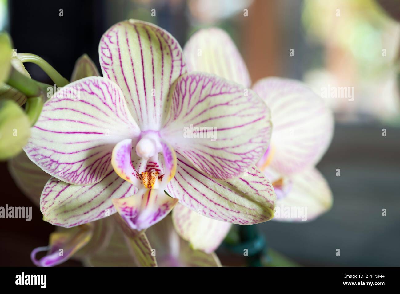Weiße Orchideenblume, Studioaufnahme Stockfoto
