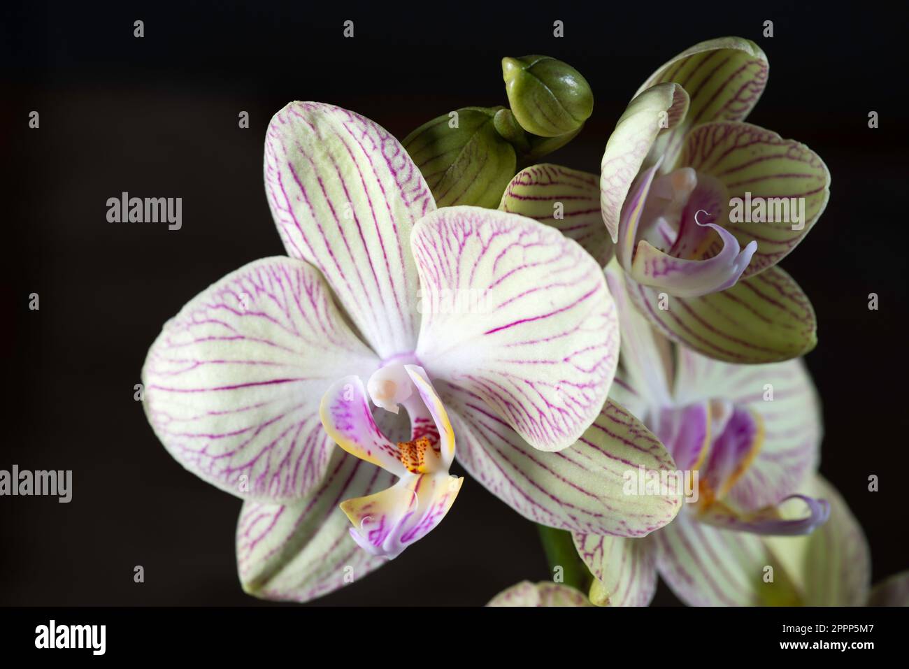 Weiße Orchideenblume, Studioaufnahme Stockfoto