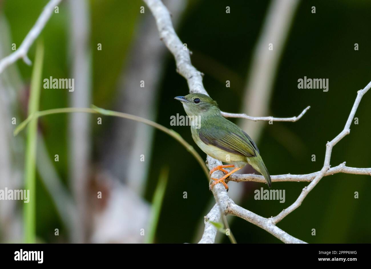 Weißer Manakinvogel, hoch oben im Regenwald von Trinidad und Tobago. Stockfoto Weißer Manakinvogel, hoch oben im Regenwald von Trinidad und Tobago. Stockfoto