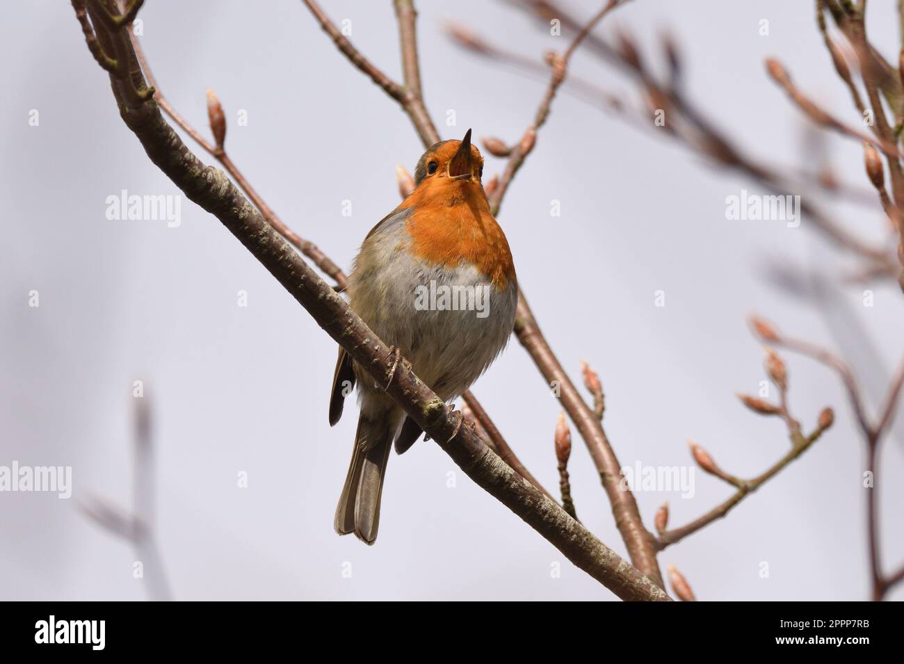 European Robin singt im Frühling im Regents Park im Zentrum von London, England, Großbritannien. Stockfoto