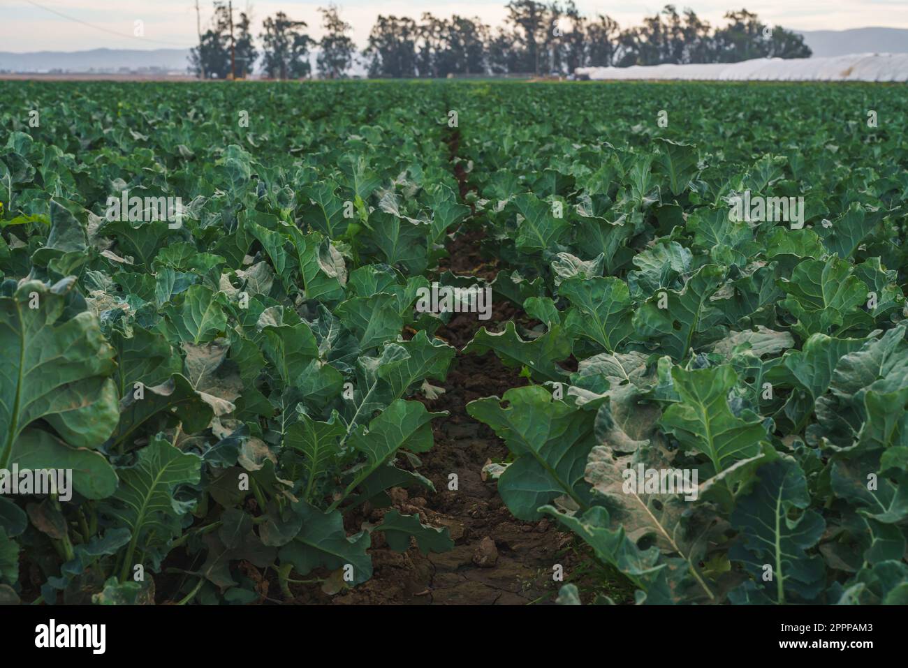 Landwirtschaftliche Feld von Kohlpflanzen. Junger Grünkohl in einer Reihe, Santa Barbara County, Kalifornien Stockfoto