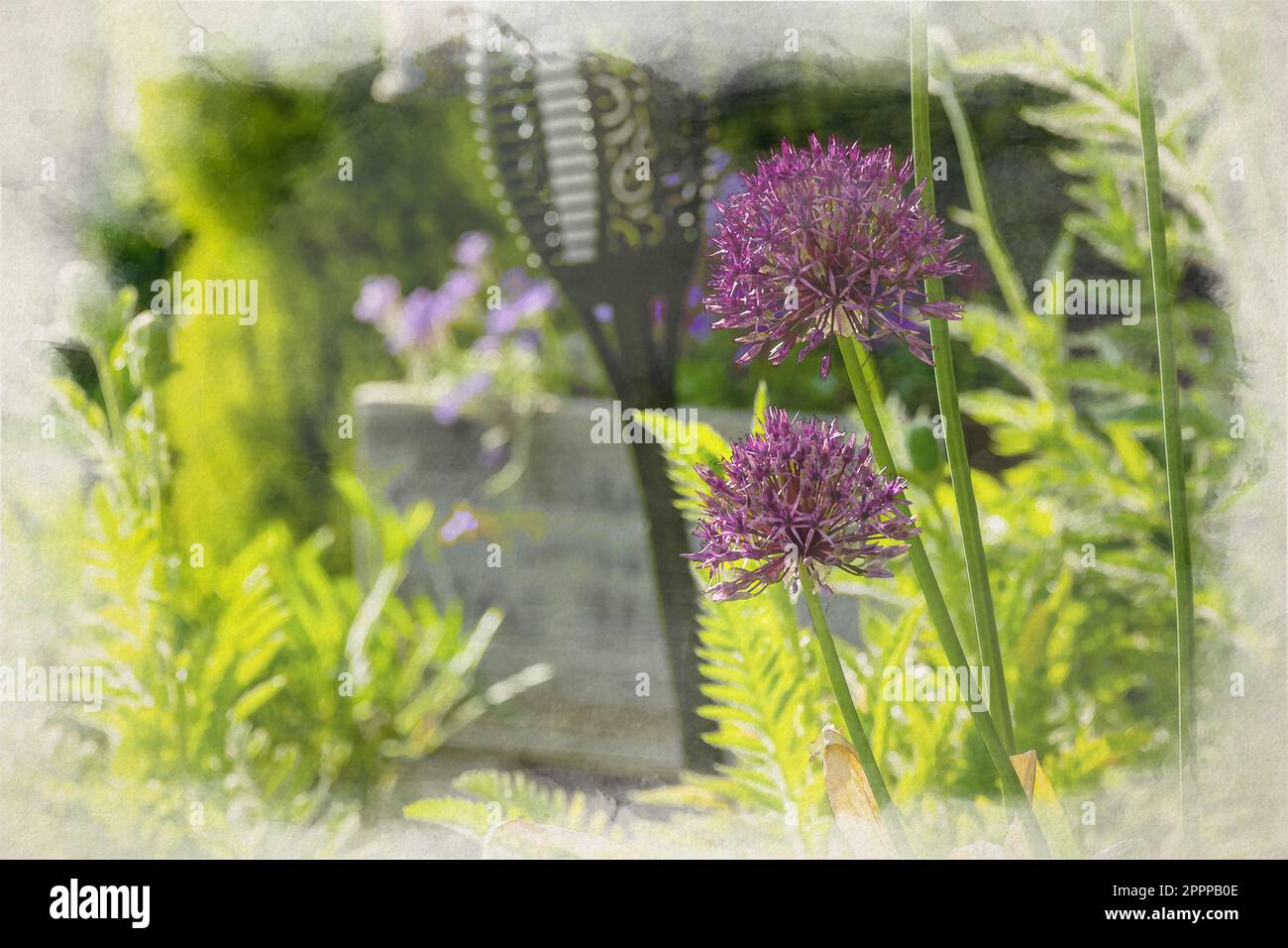 Ein krautiges, mehrjähriges lila Allium, monocotyledones digitales Aquarellgemälde in einem Vorstadtgarten. Stockfoto