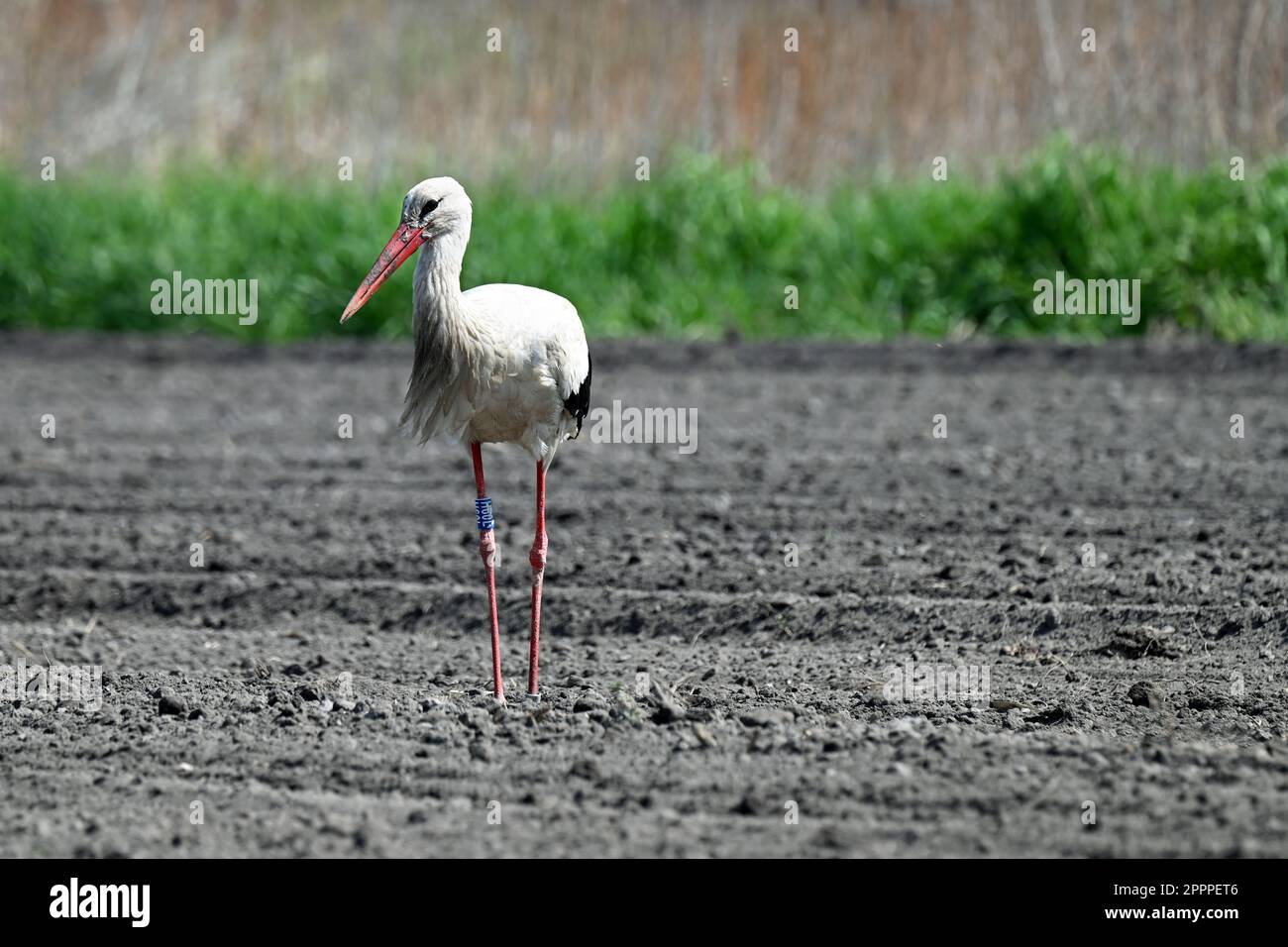 Weißstorch, der im Frühling auf einem gepflügten Feld spaziert Stockfoto