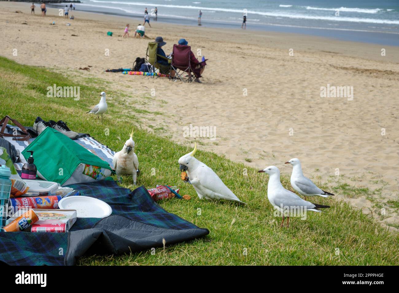 Kakadus klauen jemandem das Picknick am Strand in Lorne, Victoria, Australien Stockfoto