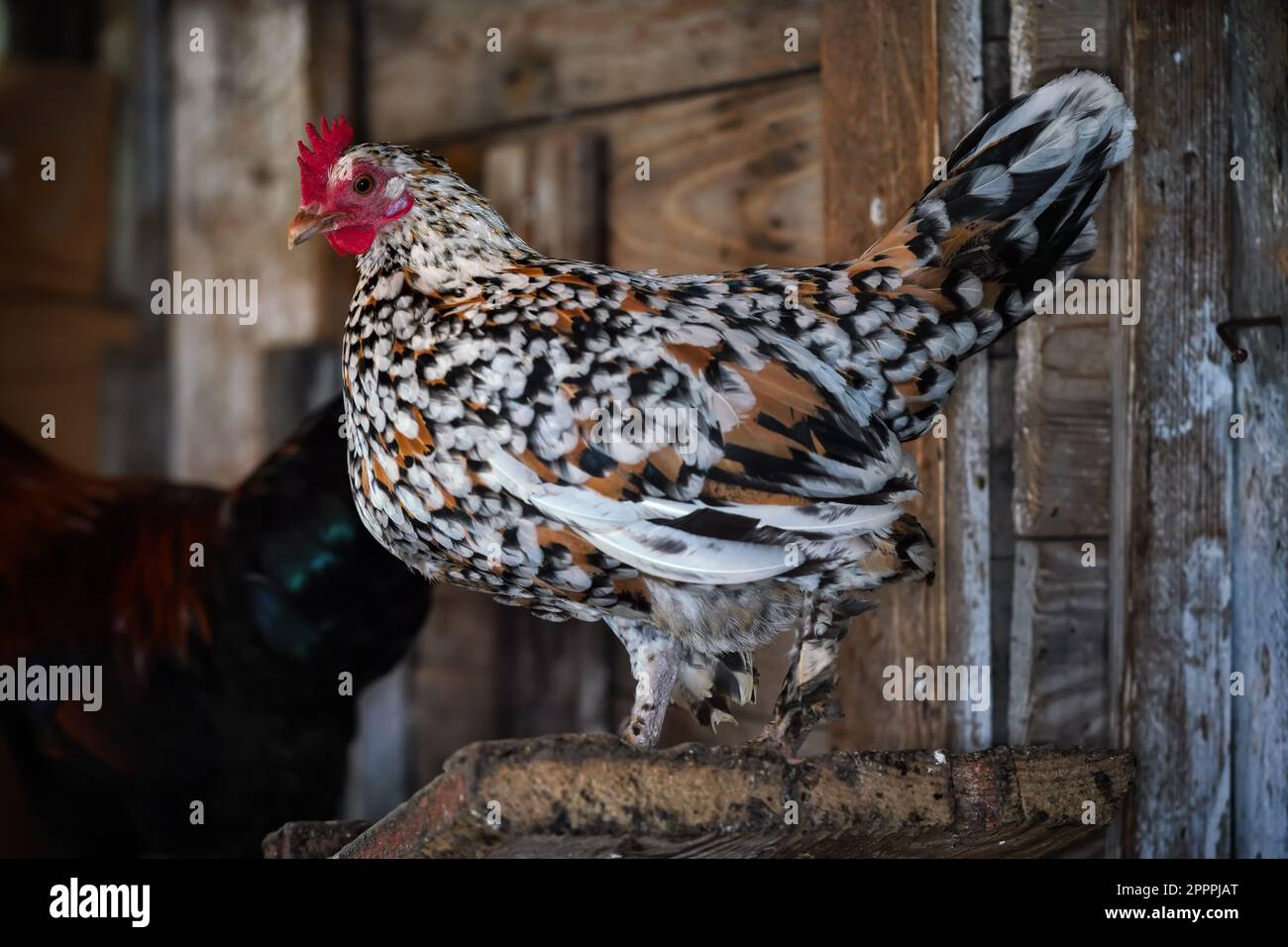 Kleine gefleckte bantam-Hühnchen-Henne mit leuchtend rotem Kamm, Nahaufnahme aus dem Hühnerstall Stockfoto