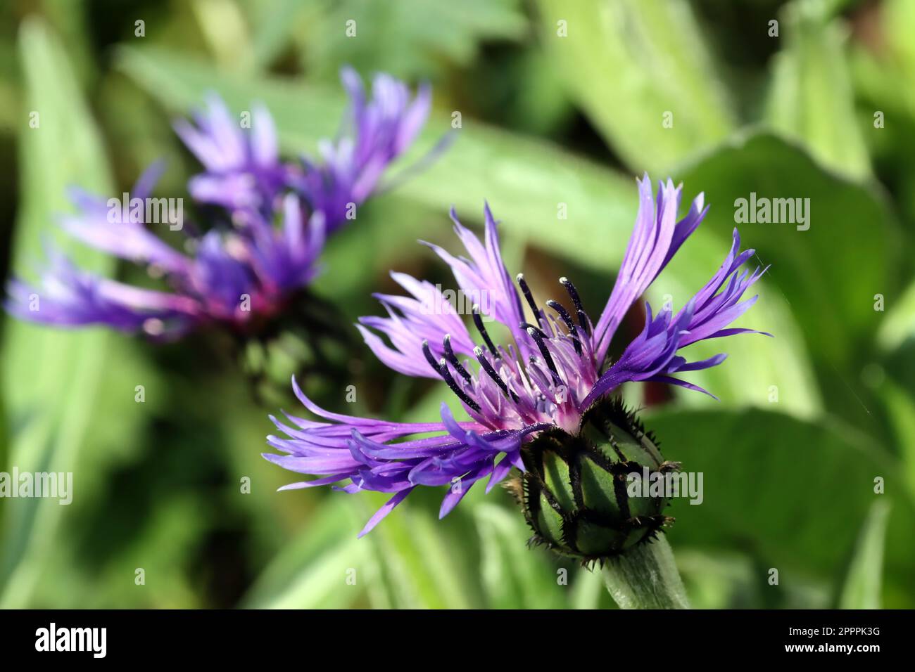 Berg- Flockenblume (Cyanus montanus) - Blühend Stockfoto