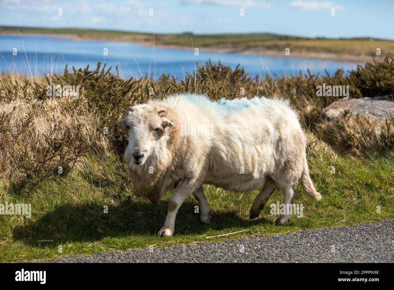 Devon & Cornwall Longwool Sheep, Bodmin Moor, Cornwall UK Stockfoto