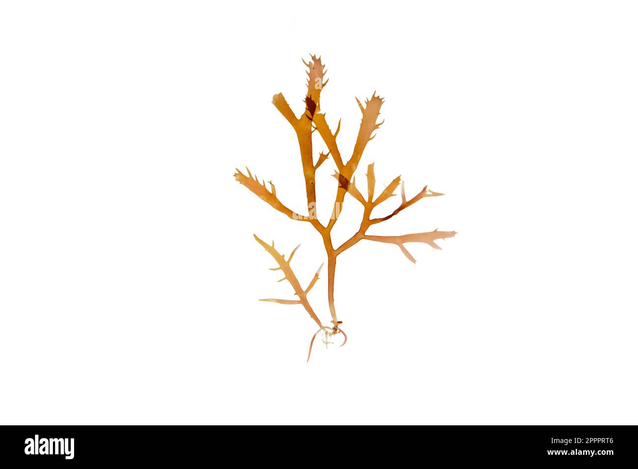 Calliblepharis jubata rotes Seetang, isoliert auf weiß. Rote Algen. Stockfoto
