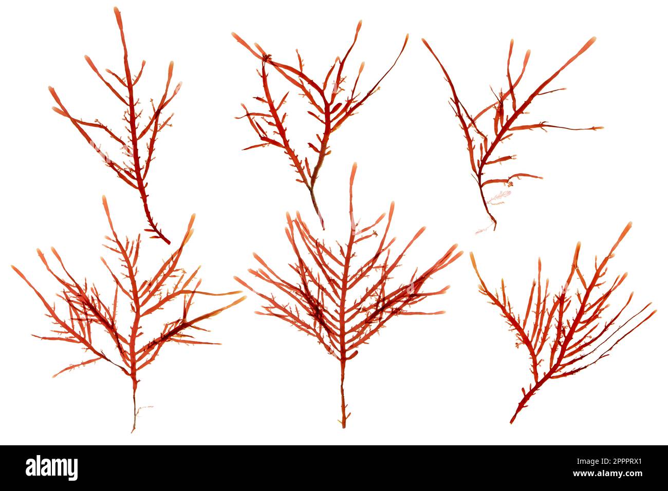 Rote Algen- oder rhodophyta-Äste, isoliert auf weiß. Rote Algen. Stockfoto