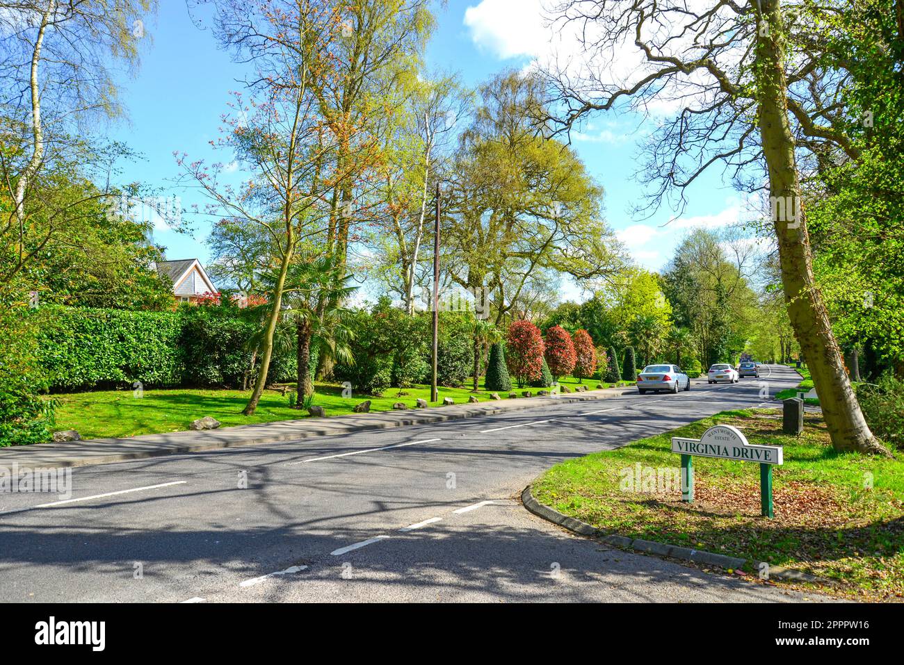Tree-lined Christchurch Road, Virginia Wasser, Surrey, England, Vereinigtes Königreich Stockfoto