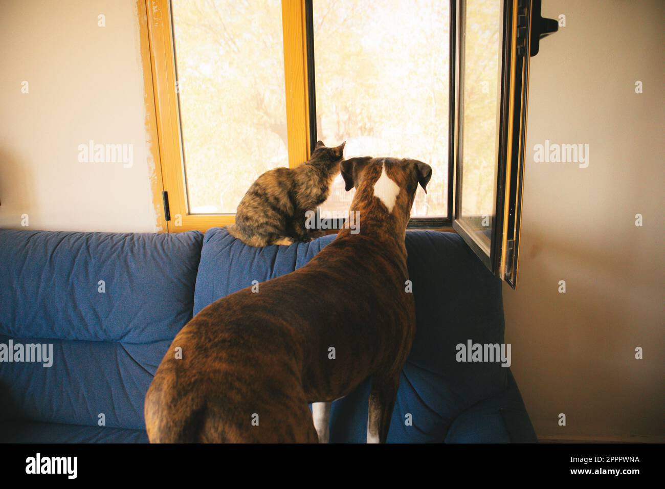 Schildkrötenkatze und deutscher Boxer großer Hund, der auf dem Sofa sitzt und aus dem Fenster schaut, mit Interesse, der auf ihren Meister wartet. Haustiere zu Hause. Haustierbestes fr Stockfoto
