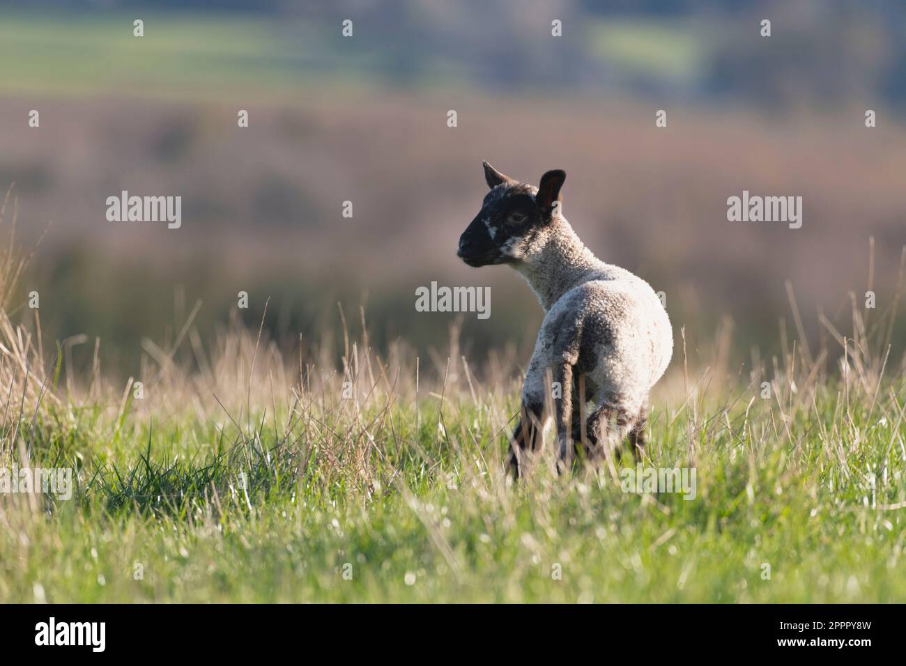 Ein Junges Lamm, das allein auf einem Feld steht und in der Frühlingssonne am frühen Abend zurückblickt Stockfoto