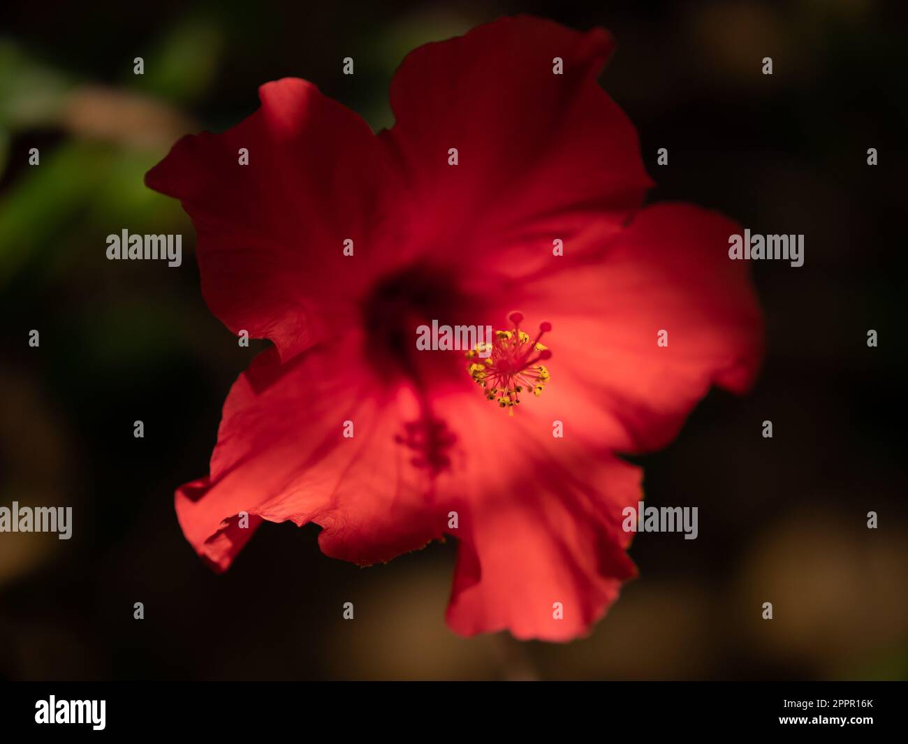 Nahaufnahme einer roten Blüte mit ihren Stäben und anderen Stockfoto