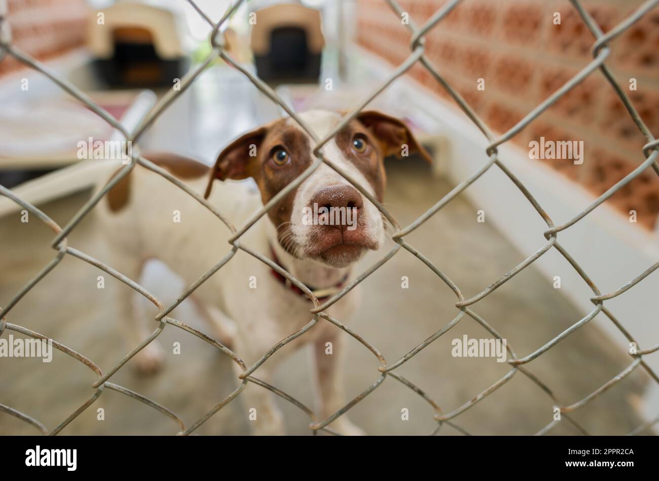 Ein Rettungshund steckt seine Nase durch den Zaun und schaut auf die Kamera Stockfoto