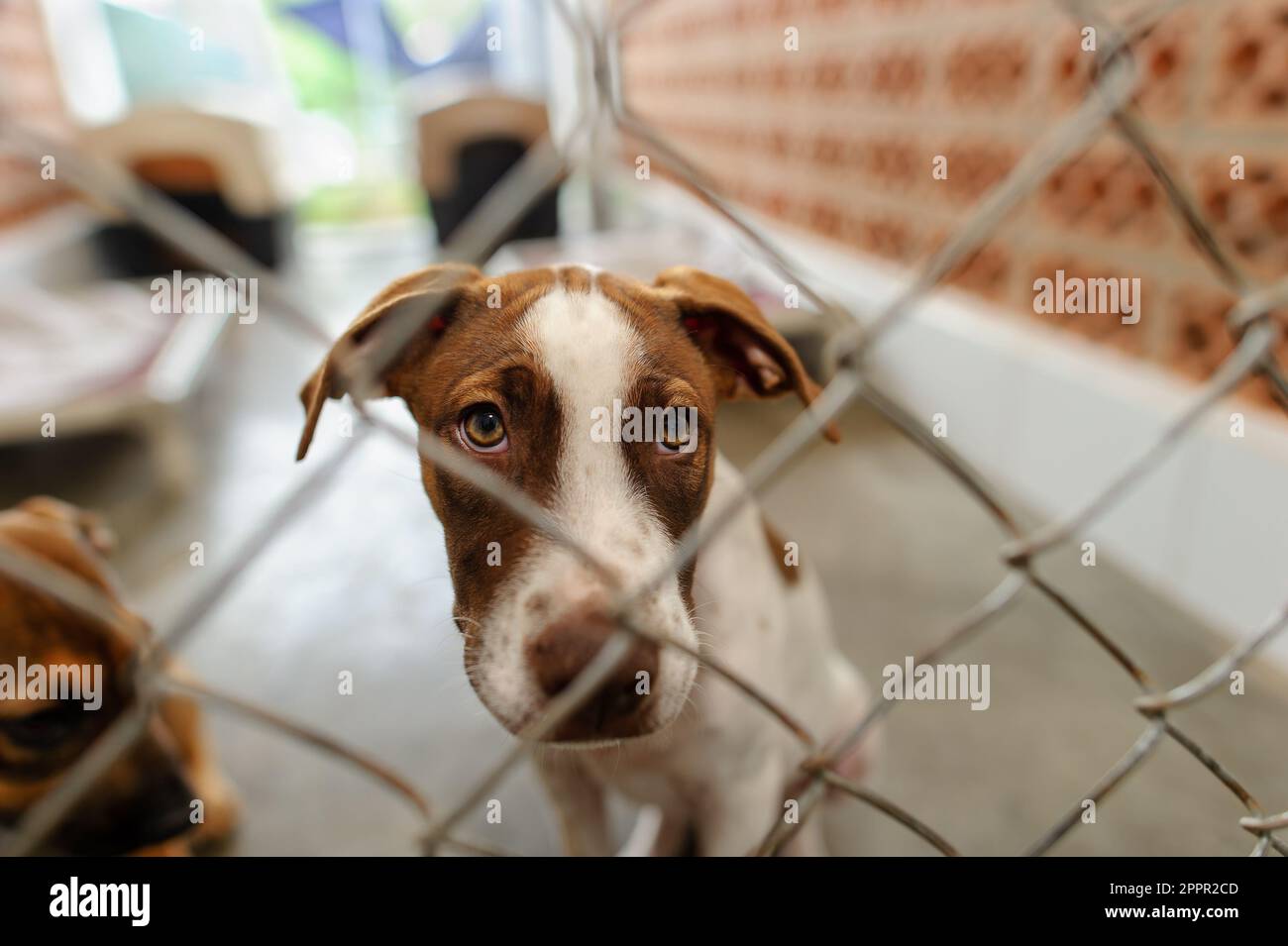 Ein Rettungshund steckt seine Nase durch den Zaun und schaut auf die Kamera Stockfoto