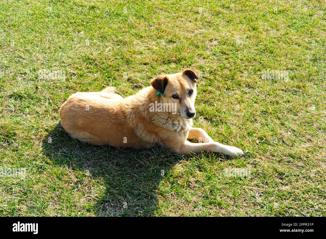 Straßenhund liegt an einem sonnigen Sommertag auf dem Gras Stockfoto