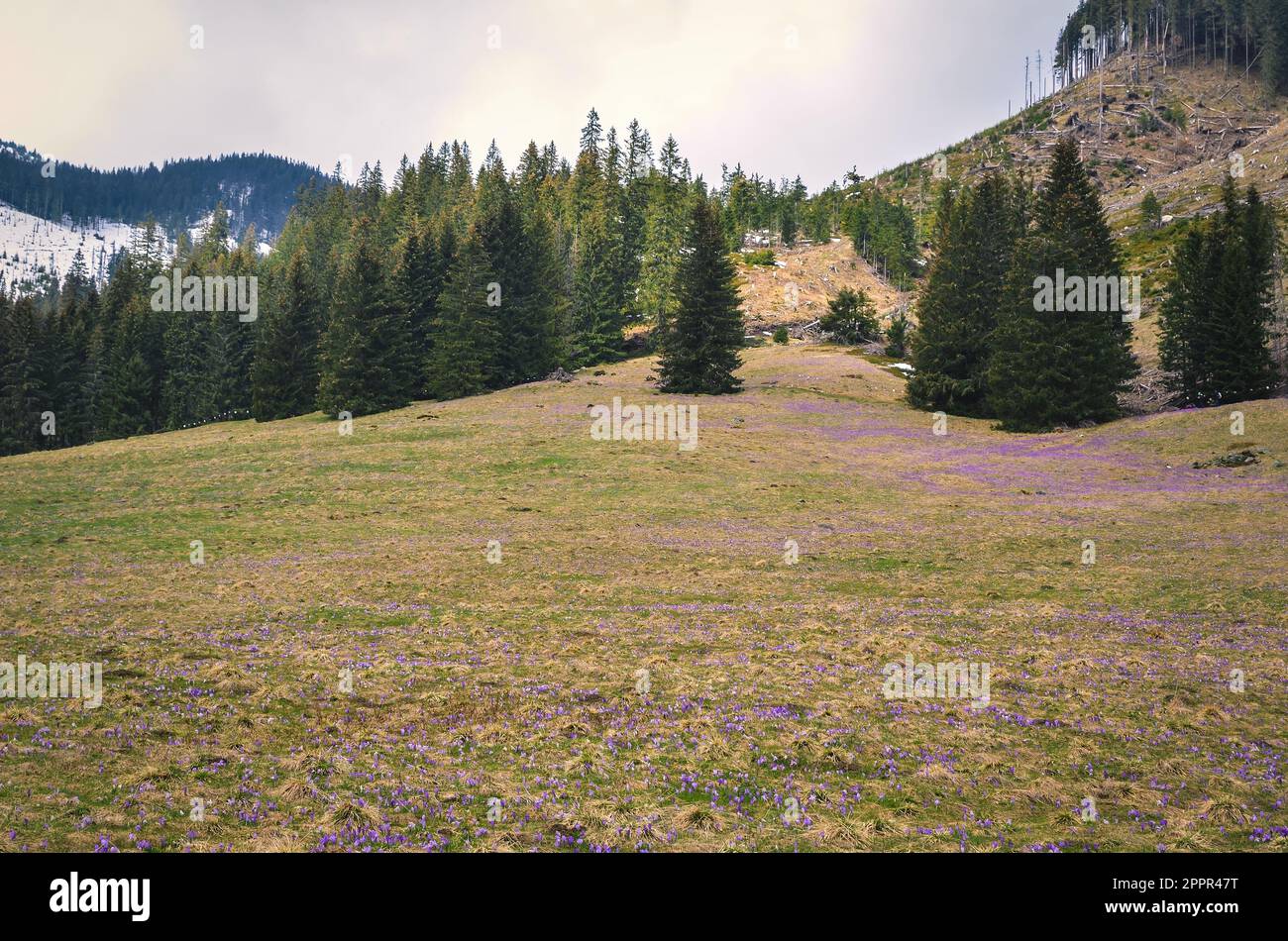 Das beliebteste Bergtal Polens im Frühjahr. Lila Krokusse auf einer Lichtung im Chocholowska-Tal in der Westtatra, Polen. Stockfoto