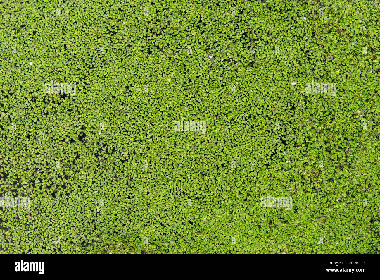 Lentejas verdes de agua, lemna, flotando en una charca, textura Stockfoto