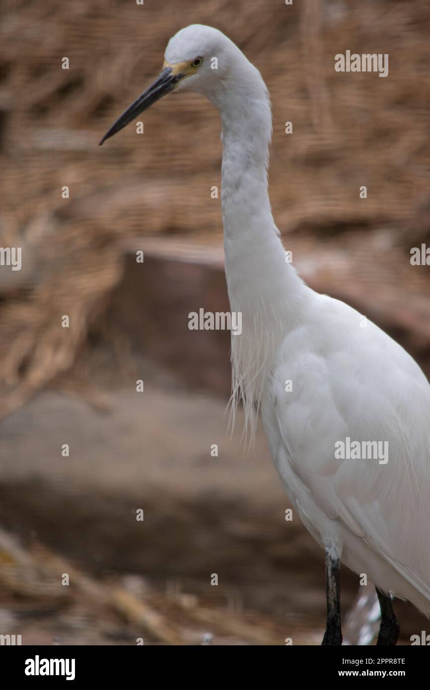 Große Egrets sind große, langbeinige Watvögel mit langen, S-förmigen Hälsen und langen, Dolchscheinen. Stockfoto