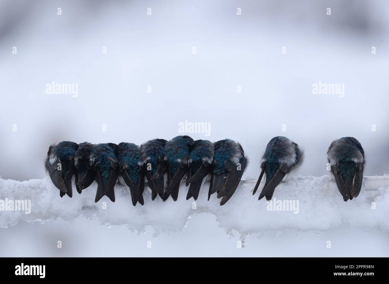 Wunderschöne Baumschluckvögel, die versuchen, sich nach einem Frühlingsschnee warm zu halten. Stockfoto