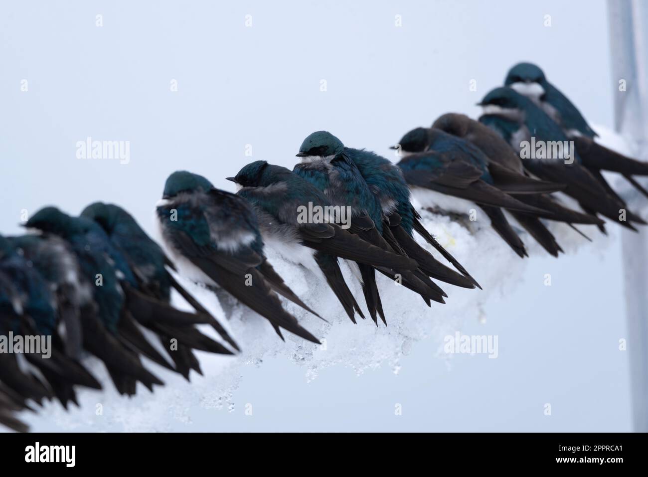 Wunderschöne Baumschluckvögel, die versuchen, sich nach einem Frühlingsschnee warm zu halten. Stockfoto