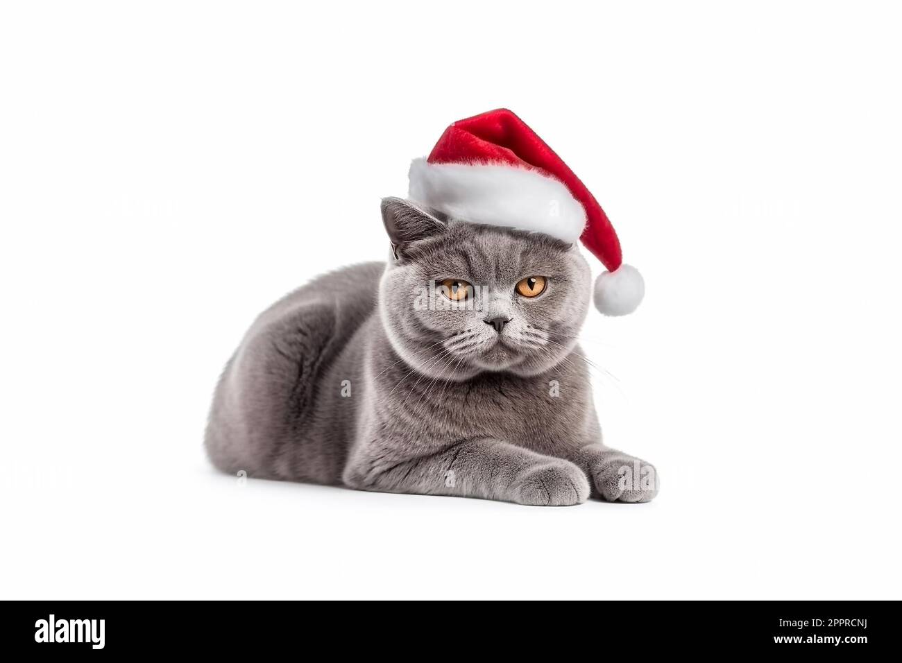 Katze in roten Weihnachtsmann-Hüten isoliert auf weißem Hintergrund. Britisch-blaue Katze mit weihnachtsmann-Hut. Banner mit Kopierfunktion Stockfoto Katze in roten Weihnachtsmann-Hüten isoliert auf weißem Hintergrund. Britisch-blaue Katze mit weihnachtsmann-Hut. Banner mit Kopierfunktion Stockfoto