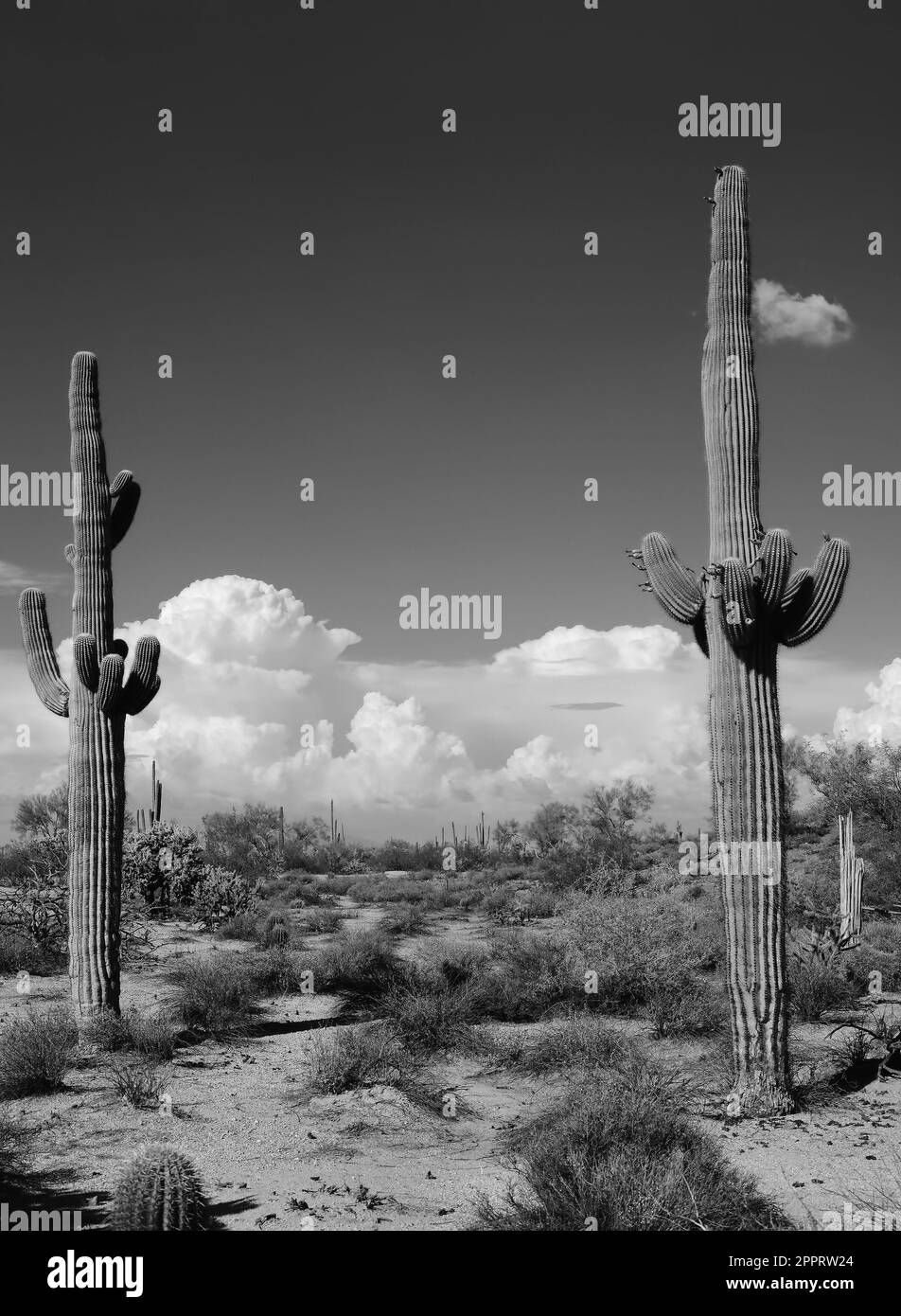 Saguaro Kaktus Cereus Giganteus in der Wüste von Arizona Stockfoto