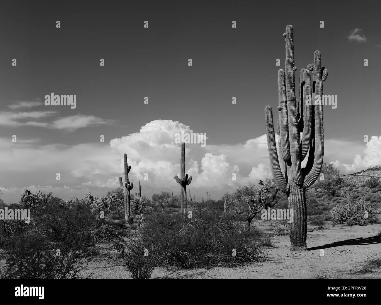 Die riesige Sonora-Wüste im Zentrum von Arizona, USA, an einem frühen Frühlingsmorgen Stockfoto