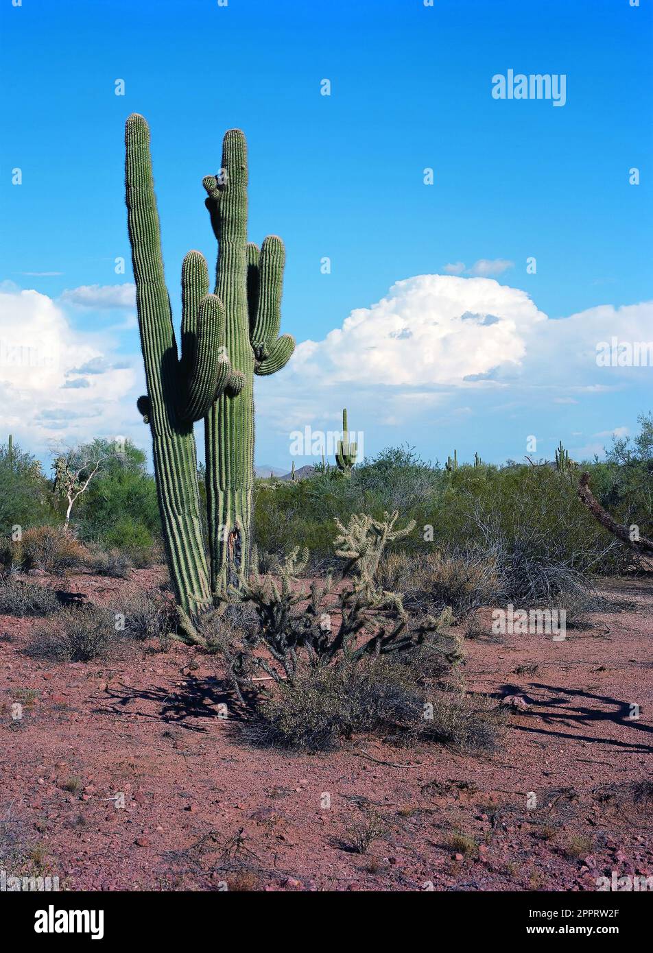 Saguaro Kaktus Cereus Giganteus in der Wüste von Arizona Stockfoto