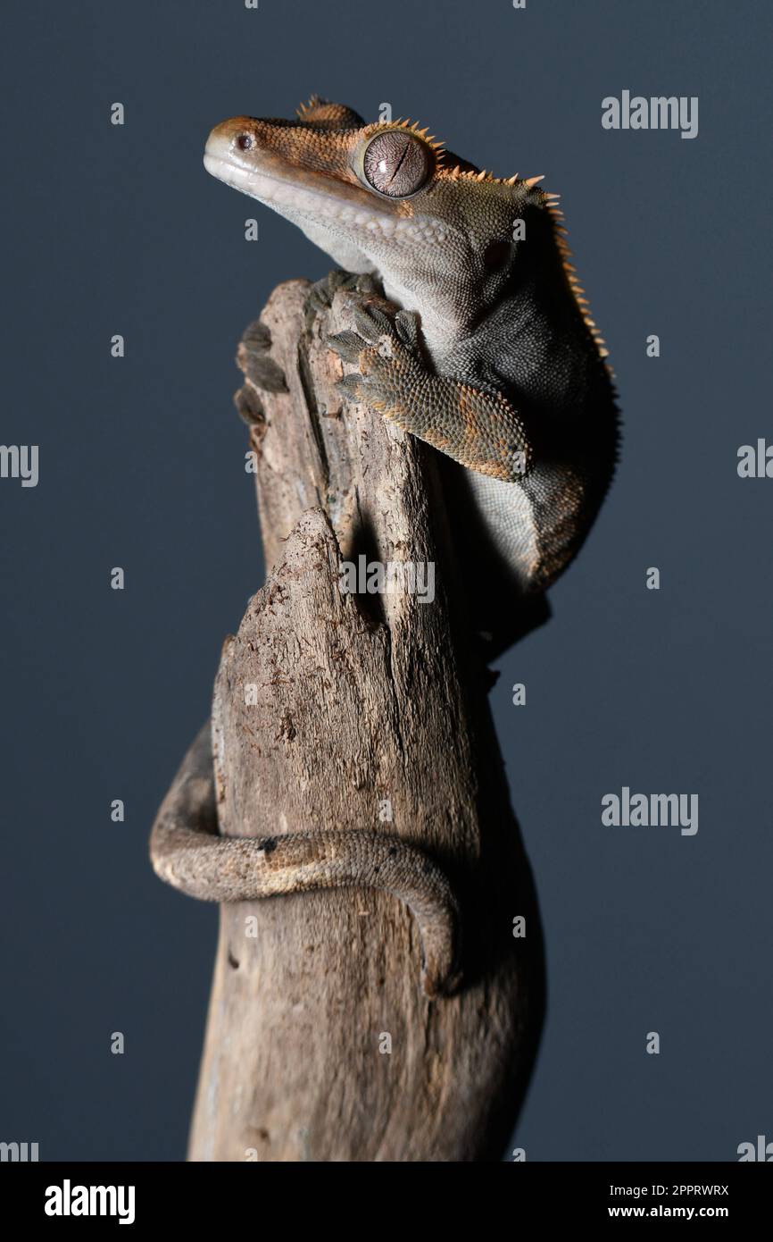 Das ist ein wunderschöner männlicher Crested Gecko Stockfoto