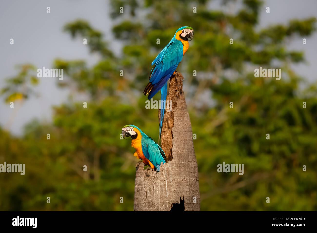 Zwei blaue und gelbe Aras auf einem Palmstumpf, in verschiedene Richtungen, Seitenansicht, vor grünem, unscharfem natürlichen Hintergrund, Amazonien, San Stockfoto