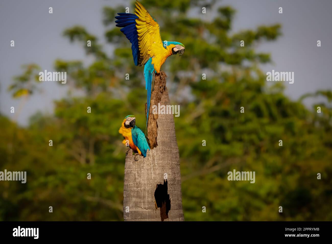 Zwei blau-gelbe Aras auf einem Palmstumpf, einer mit Flügeln, einer mit Blick nach rechts, Amazonia, San Jose do Rio Claro, Mato Grosso, Brasilien Stockfoto