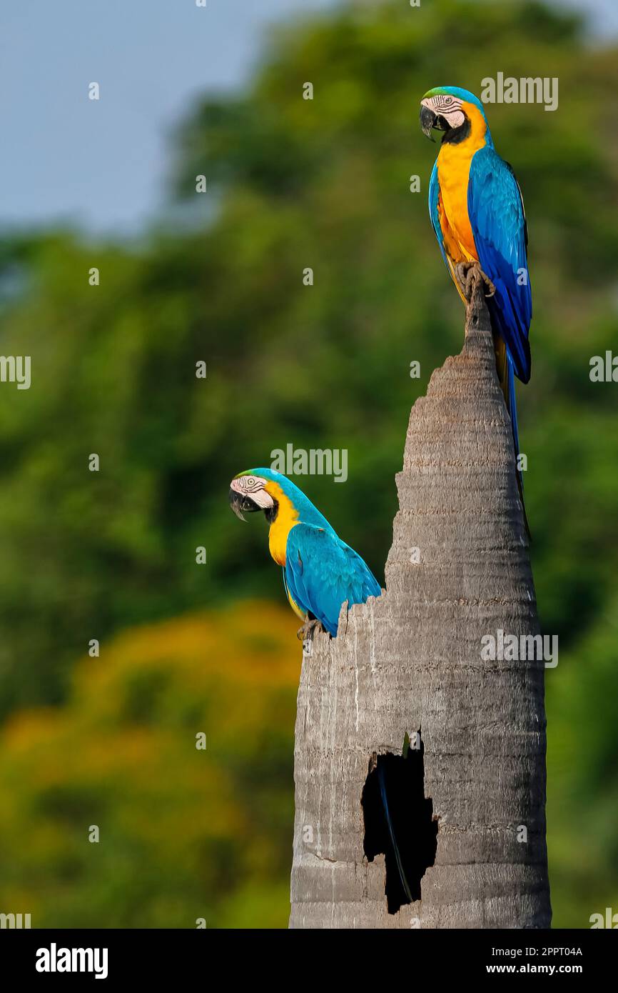 Zwei Blau-Gelbe Ara auf einem Palmstumpf mit Blick nach links, Seitenansicht, vor grünem Unschärfe-Hintergrund, Amazonien, San Jose do Rio C. Stockfoto