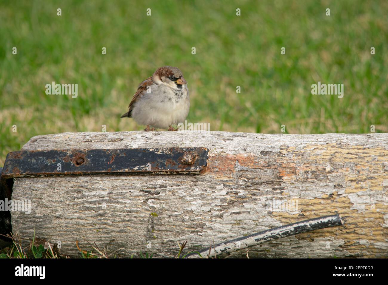 Spatz auf einer Holzstange Stockfoto