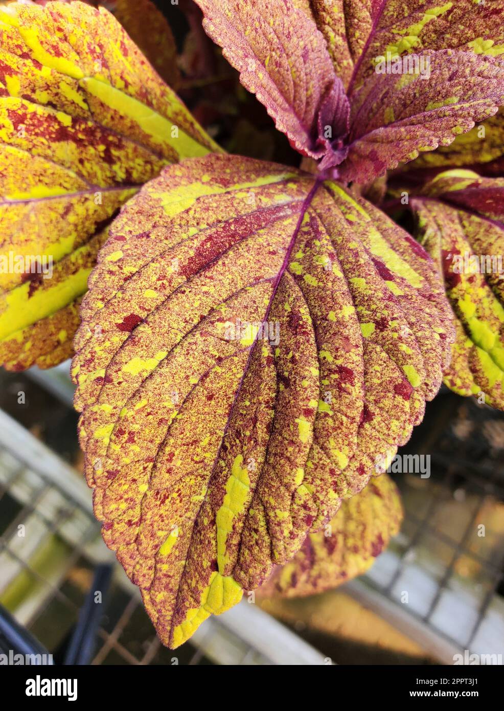 Die lebhaften Blätter von Coleus Sun Sultry Skies, einer jährlichen Pflanze Stockfoto