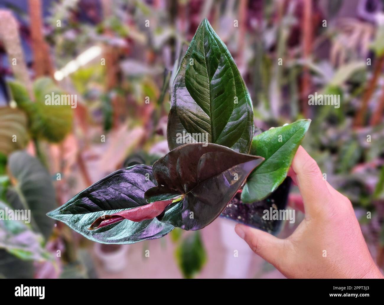 Wunderschöne dunkle Blätter der Syngonium Erythrophyllum Llano-Carti Road, einer seltenen tropischen Pflanze Stockfoto