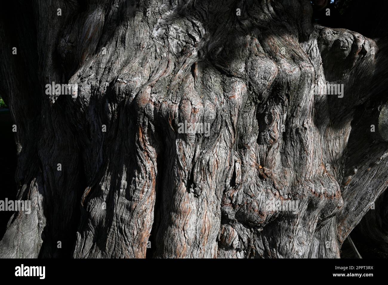 Stamm eines alten Makrokarpa-Baumes, auch Monterey Cyress genannt, Christchurch Botanic Gardens, Neuseeland Stockfoto