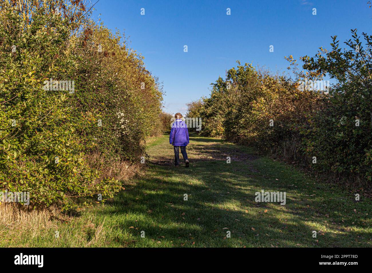 Dinton Alamens Country Park, ein Landschaftspark in der Zivilgemeinde St. Nichola Hurst, im Bezirk Wokinghamvin, der englischen Grafschaft von Bergshire Stockfoto