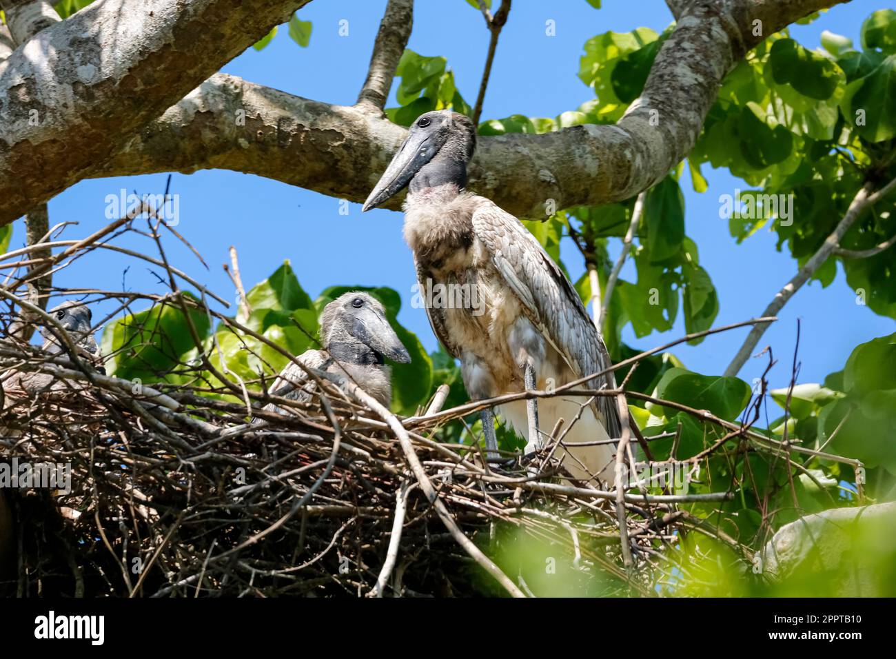 Zwei Jabirustorche schmieden Störche, die in ihrem Nest in einem grünen Baum sitzen, Pantanal Wetlands, Mato Grosso, Brasilien Stockfoto