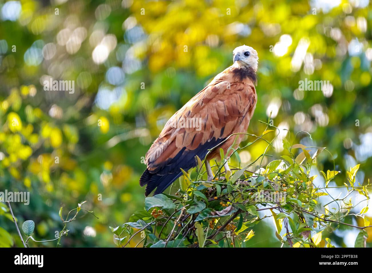 Schwarzkragen-Falke sitzt auf einem Ast vor hellem natürlichen Hintergrund, vor der Kamera, Pantanal Wetlands, Mato Grosso, Brasilien Stockfoto