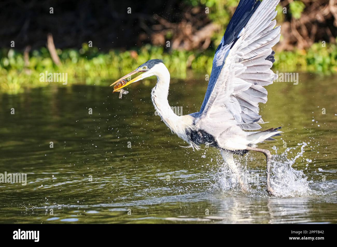 Cocoi Reiher, der einen Pirhana im Flug über einen Fluss fängt, Flügel hoch, Pantanal Feuchtgebiete, Mato Grosso, Brasilien Stockfoto